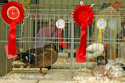 007 Country fair